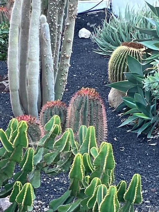 Casa Cactus Tenerife Arona  0*, Arona (Tenerife) Spanien